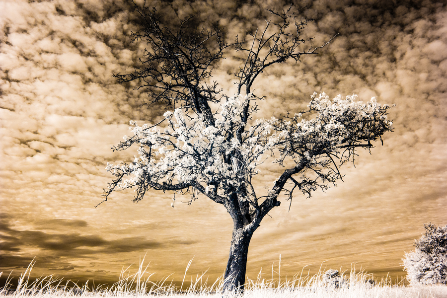 Infrarotfotografie: Baum auf Wiese