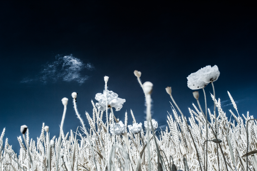 Infrarotfotografie eines Kornfeldes mit Mohnblumen
